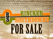 For Sale - Rincker Southdowns