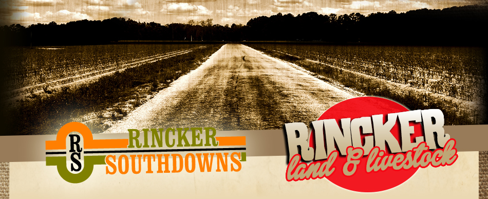 Rincker Southdowns | Rincker Land & Livestock
